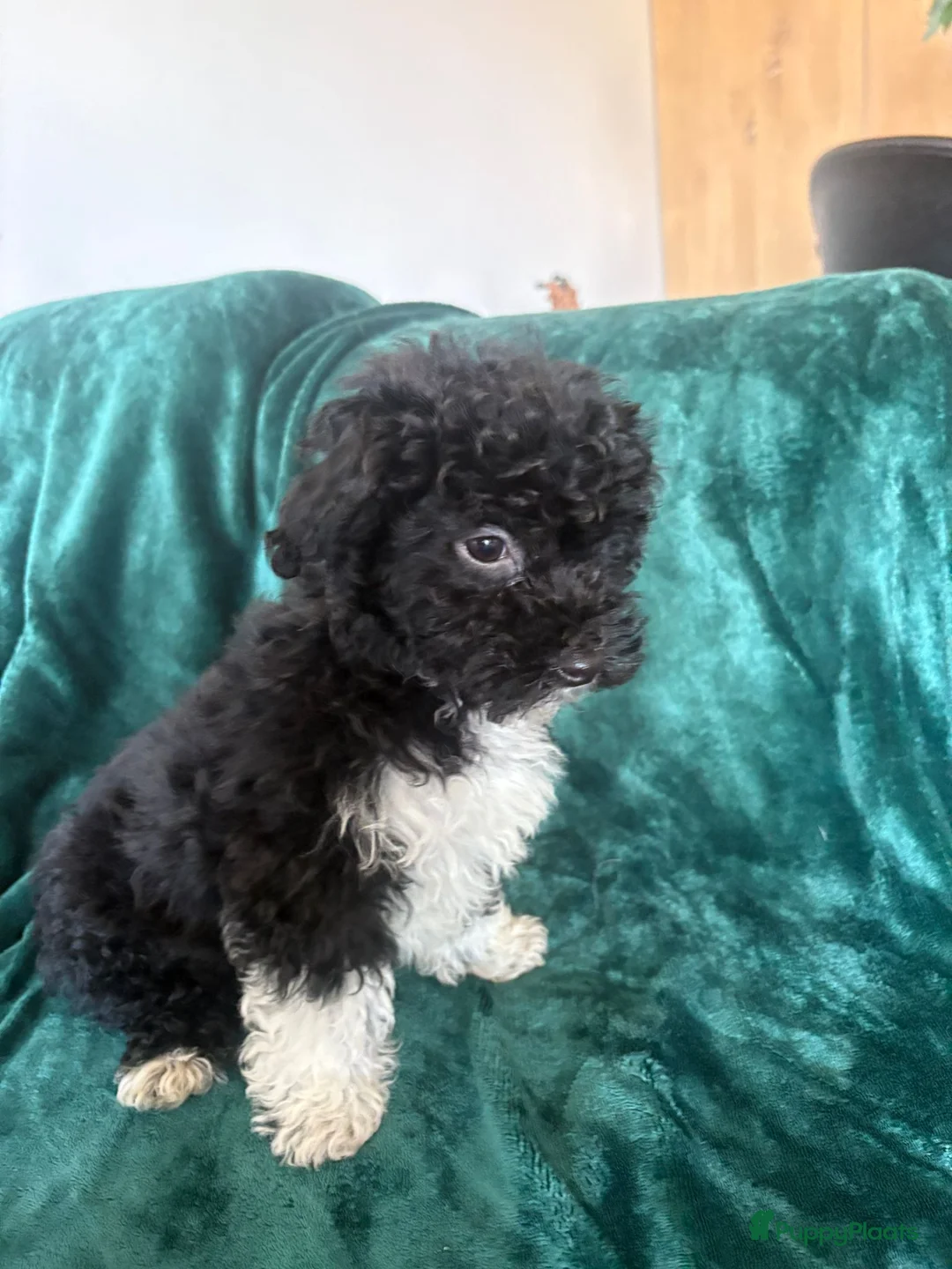 Poedel Toy honden te koop: Toypoedel zusjes toy poedel - Advertentie 12