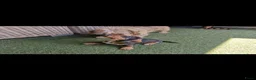 Ruwhaar Teckel honden te koop: Ruwharige teckel pups - Advertentie 17