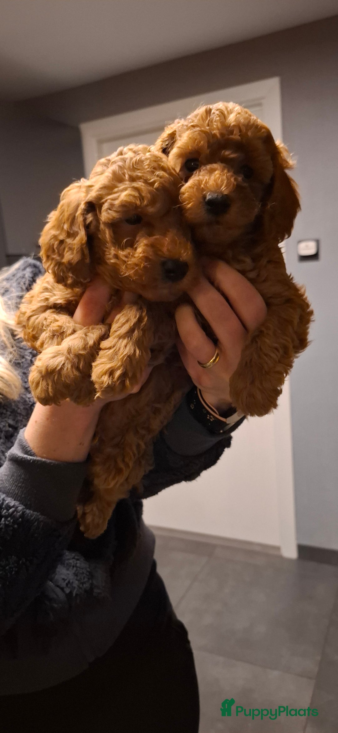 Dwergpoedel honden te koop: Dieprode dwergpoedel pups - Advertentie 1