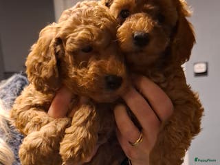 Dwergpoedel honden Dieprode dwergpoedel pups - Advertentie 2