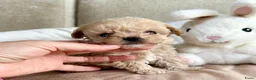 Poedel Toy honden te koop: Toy poedel puppy’s  - Advertentie 3