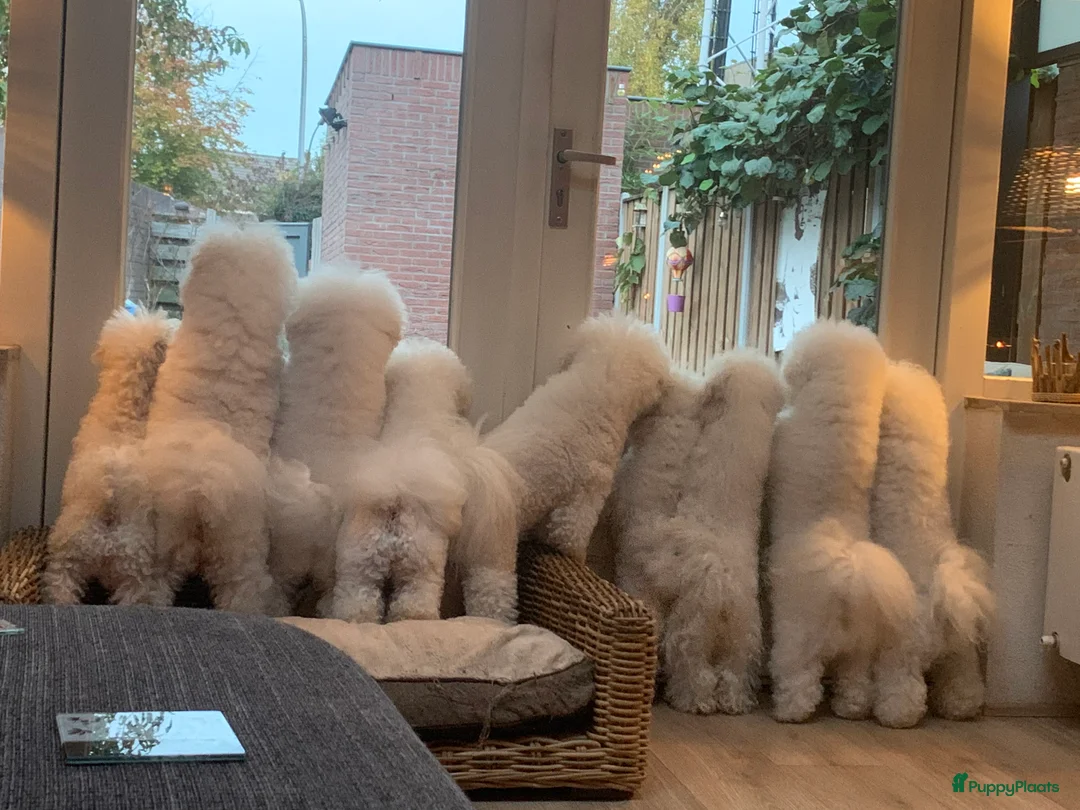 Galerij afbeelding {{count}}