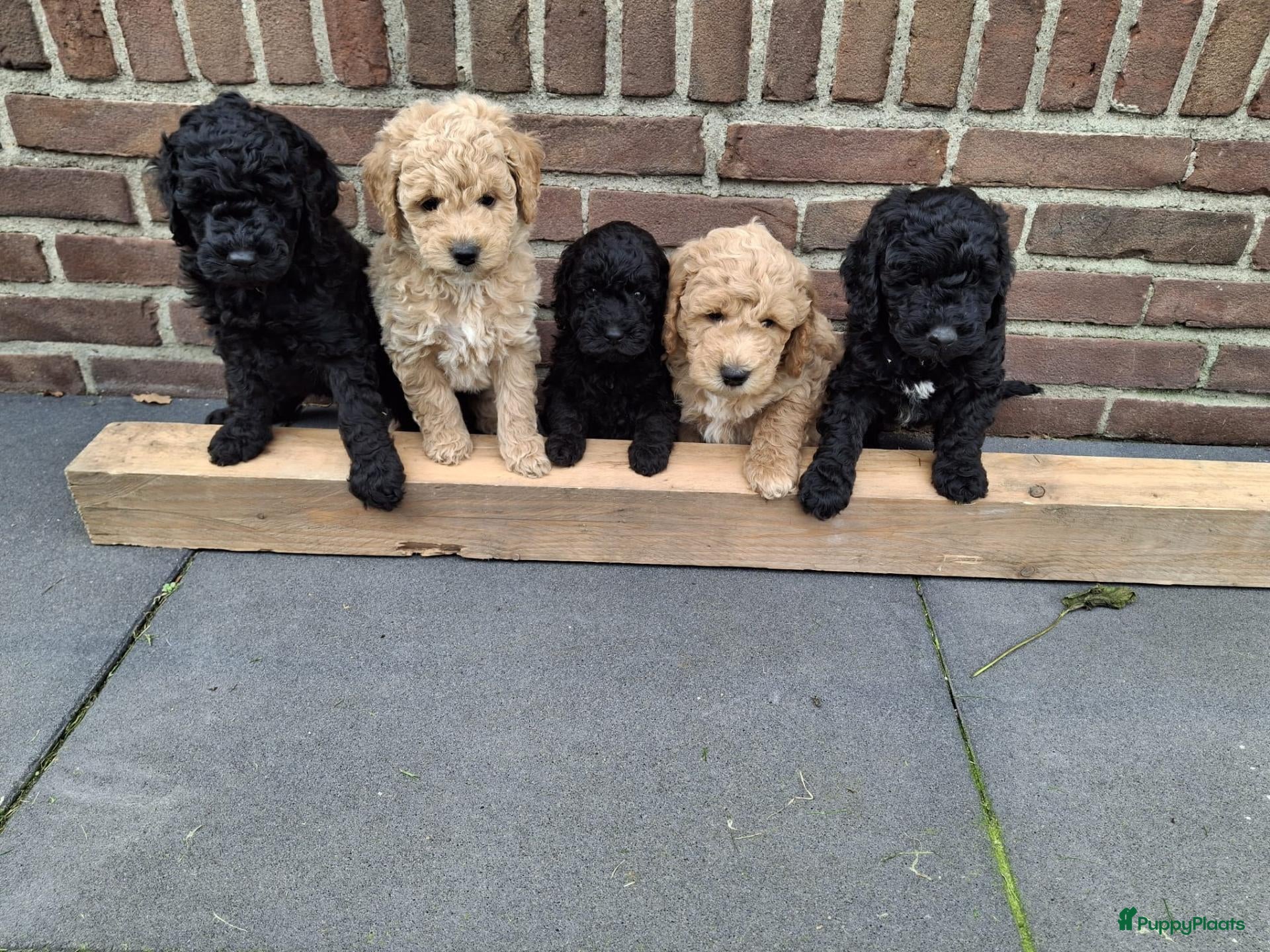 Labradoodle honden Mini Labradoodle puppy's - Advertentie 2