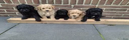 Labradoodle honden te koop: Mini Labradoodle puppy's - Advertentie 2