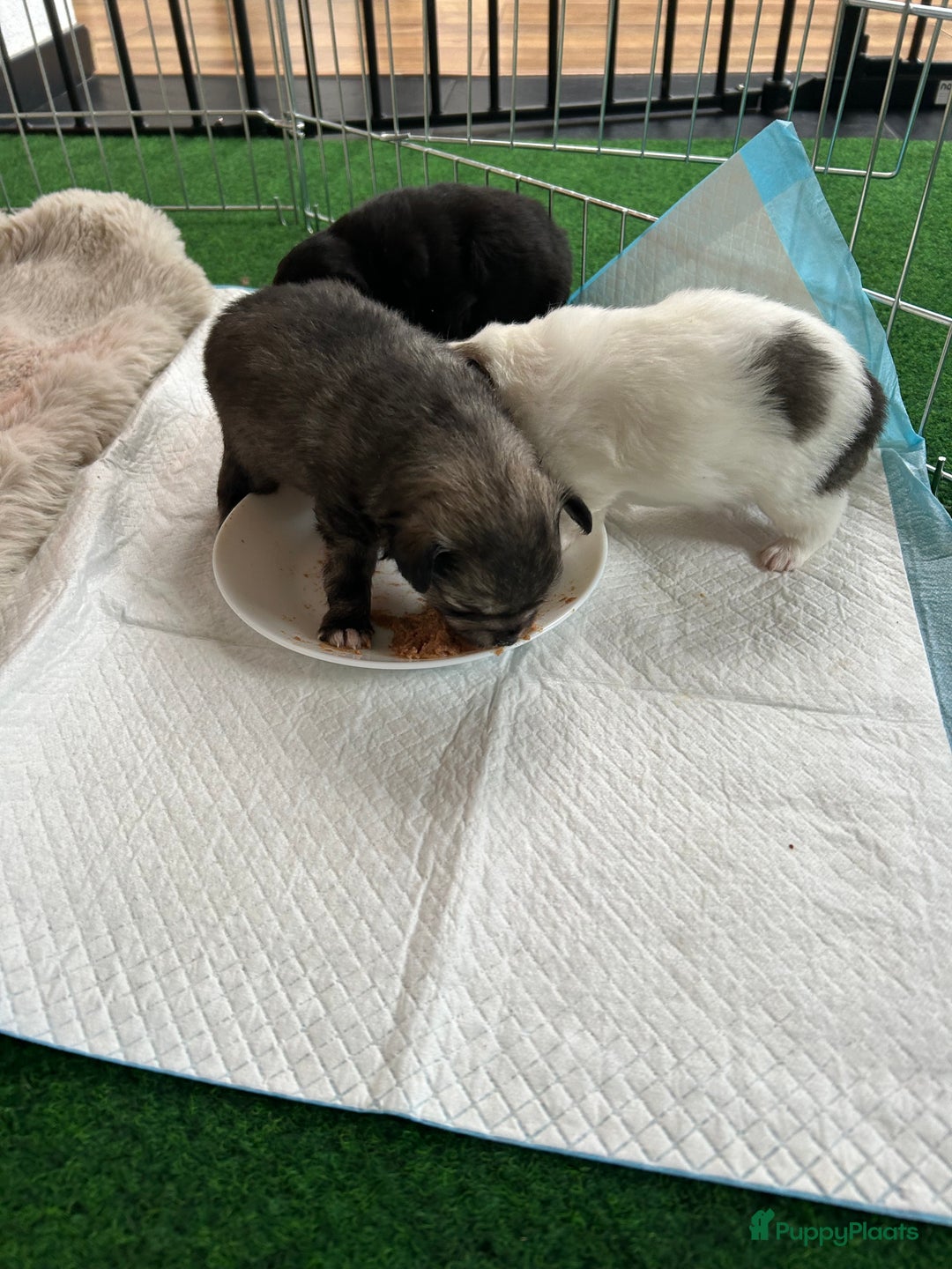 Pomchi honden te koop: Pomchi reutje - Advertentie 25