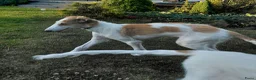 Barsoi honden te koop: AKSANA, Borzoi-teef uit FCI-kennel zoekt thuis - Advertentie 4
