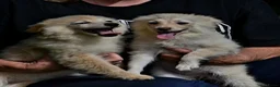 Kruising honden te koop: 6 Prachtige BooPom’s, 4 meiden🎀 2 jongens🧢 - Advertentie 8