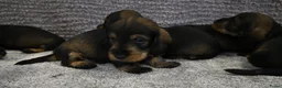 Ruwhaar Teckel honden te koop: Ruwhaar Dwerg/Kaninchen teckel pups met stamboom. - Advertentie 15