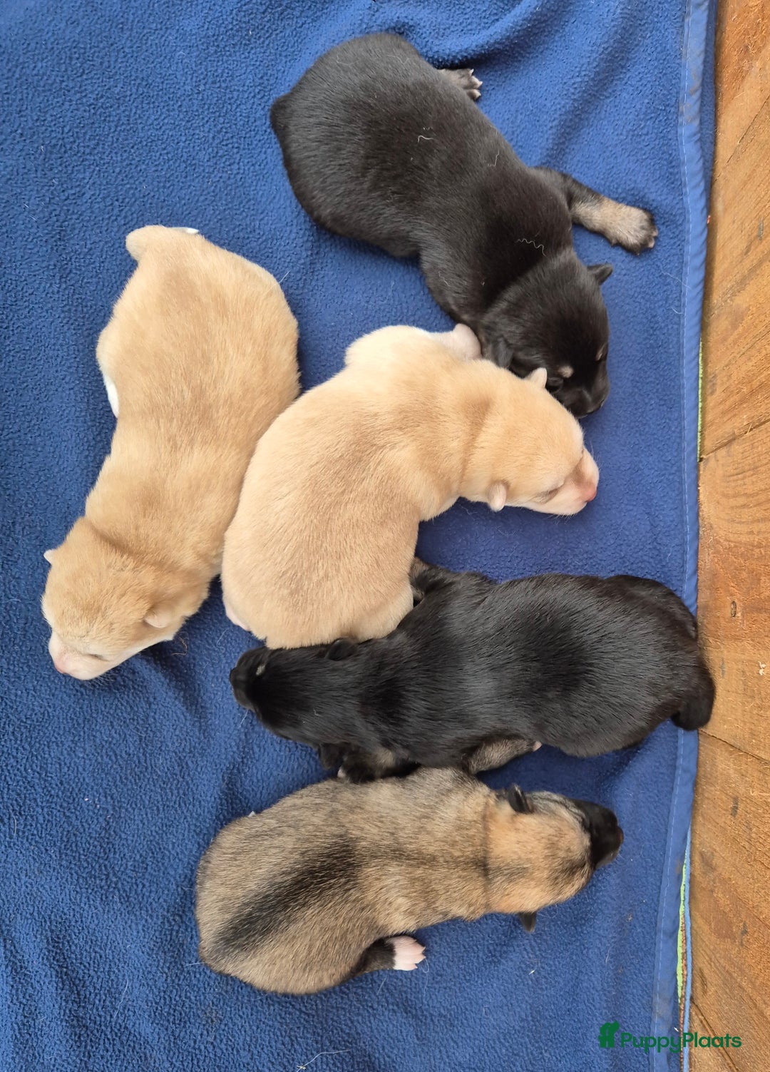 Kruising honden te koop: Pomsky x Shiba inu pups - Advertentie 22