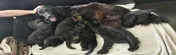 Kruising honden te koop: Pup Newfoundlander x Leonberger reutje - Advertentie 9