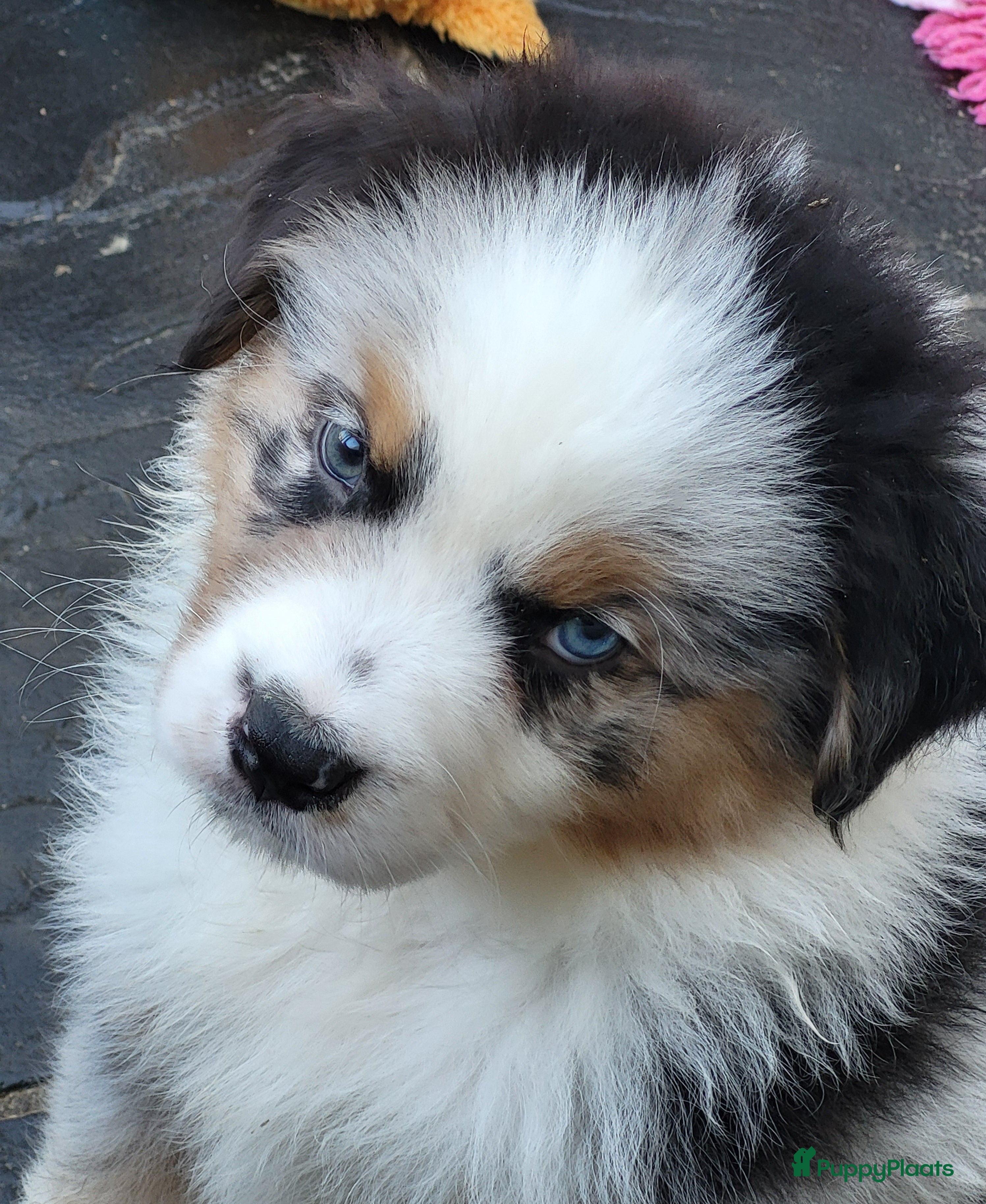 Australian Shepherd honden Blue Merle Australian Shepherd met FCI Stamboom - Advertentie 1