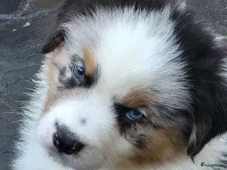 Australian Shepherd honden Blue Merle Australian Shepherd met FCI Stamboom - Advertentie 1