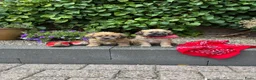 Overig honden te koop: Schattige Puppy's te koop - Advertentie 6