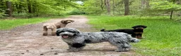 Australian Labradoodle honden te koop: Sproodle pups F1BB multigen  - Advertentie 29