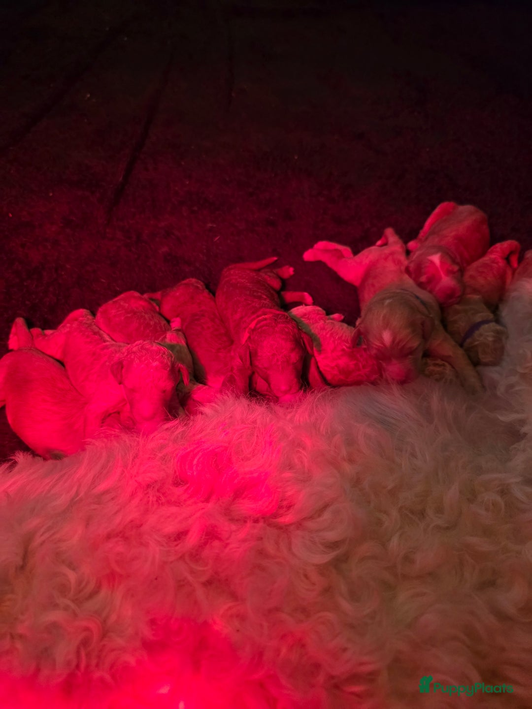 Goldendoodle honden te koop: 🐶 Goldendoodle pups medium - Advertentie 8