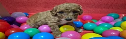 Cockapoo honden te koop: Cockapoo pupjes uit geteste ouders - Advertentie 8