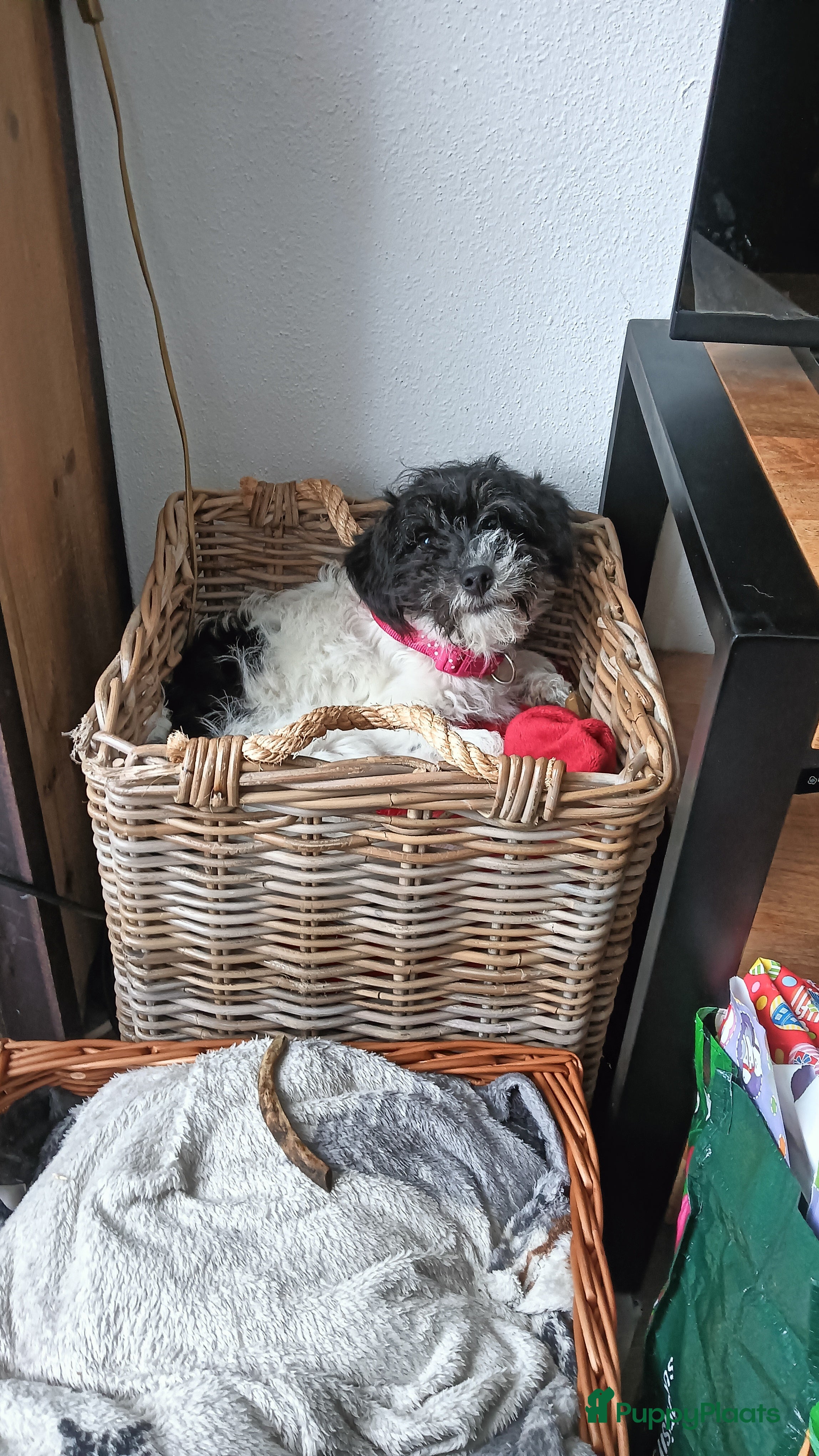 Kruising honden Maltipoo pup - Advertentie 12