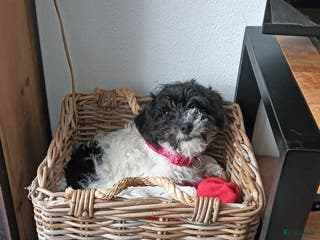 Kruising honden Leuke maltipoo pup - Advertentie 5