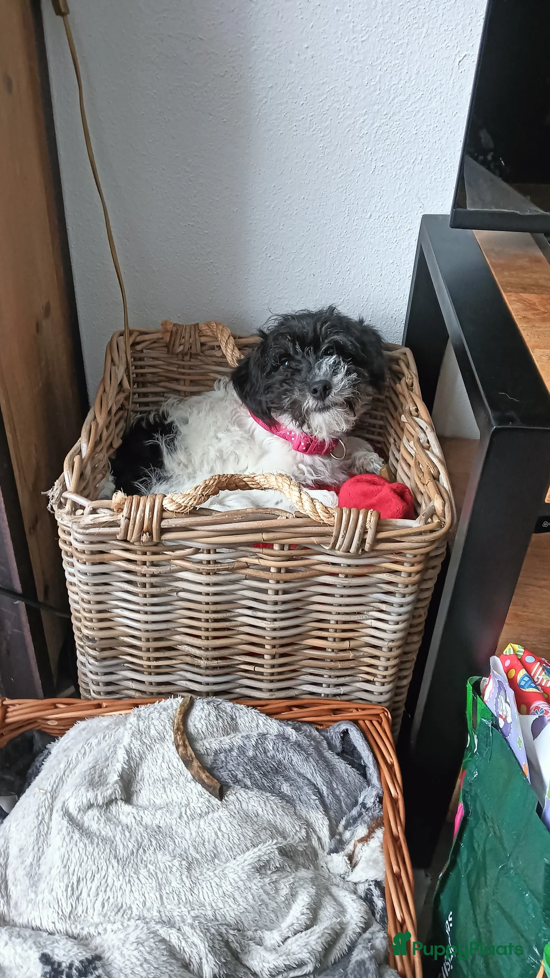 Kruising honden te koop: Maltipoo pup - Advertentie 1