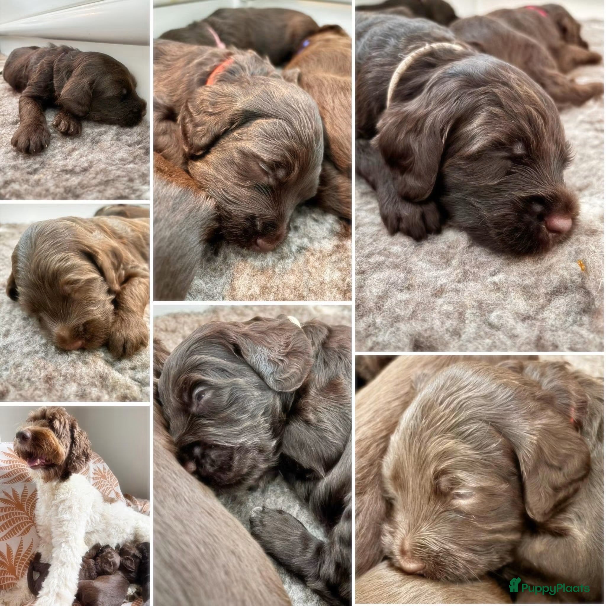 Australian Labradoodle honden Prachtige donkerbruine Australian Labradoodle reu - Advertentie 1