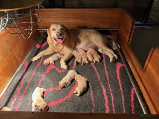 Labrador Retriever honden blonde labradorpups met FCI stamboom te koop - Advertentie 2