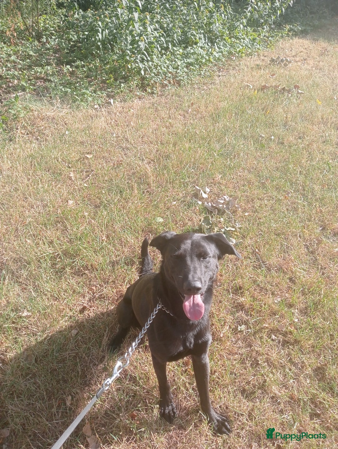 Kruising honden te koop: kruising labrador hazewind zoekt forever home  - Afbeelding 4