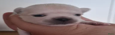Chihuahua 1