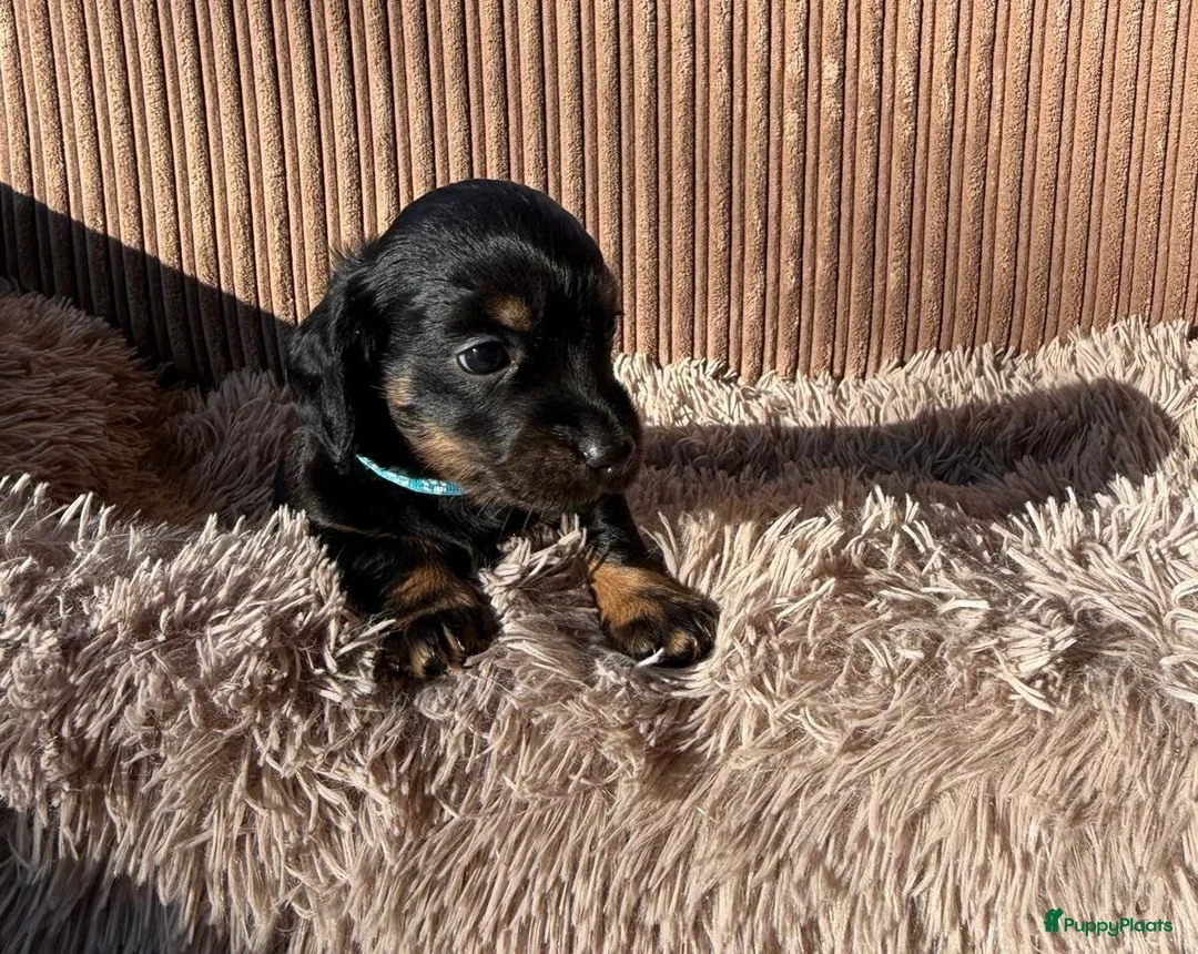 Teckel (korthaar)  honden te koop: Teckel pups - Advertentie 1