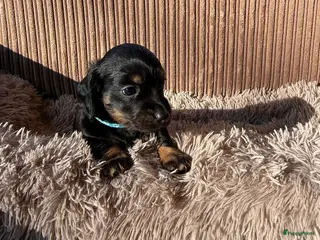 Teckel (korthaar) honden Teckel pups - Advertentie 1