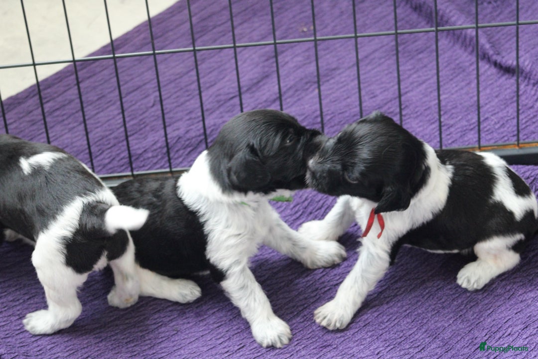 Nederlandse Schapendoes honden te koop: Nederlandse schapendoes puppy’s  - Afbeelding 1