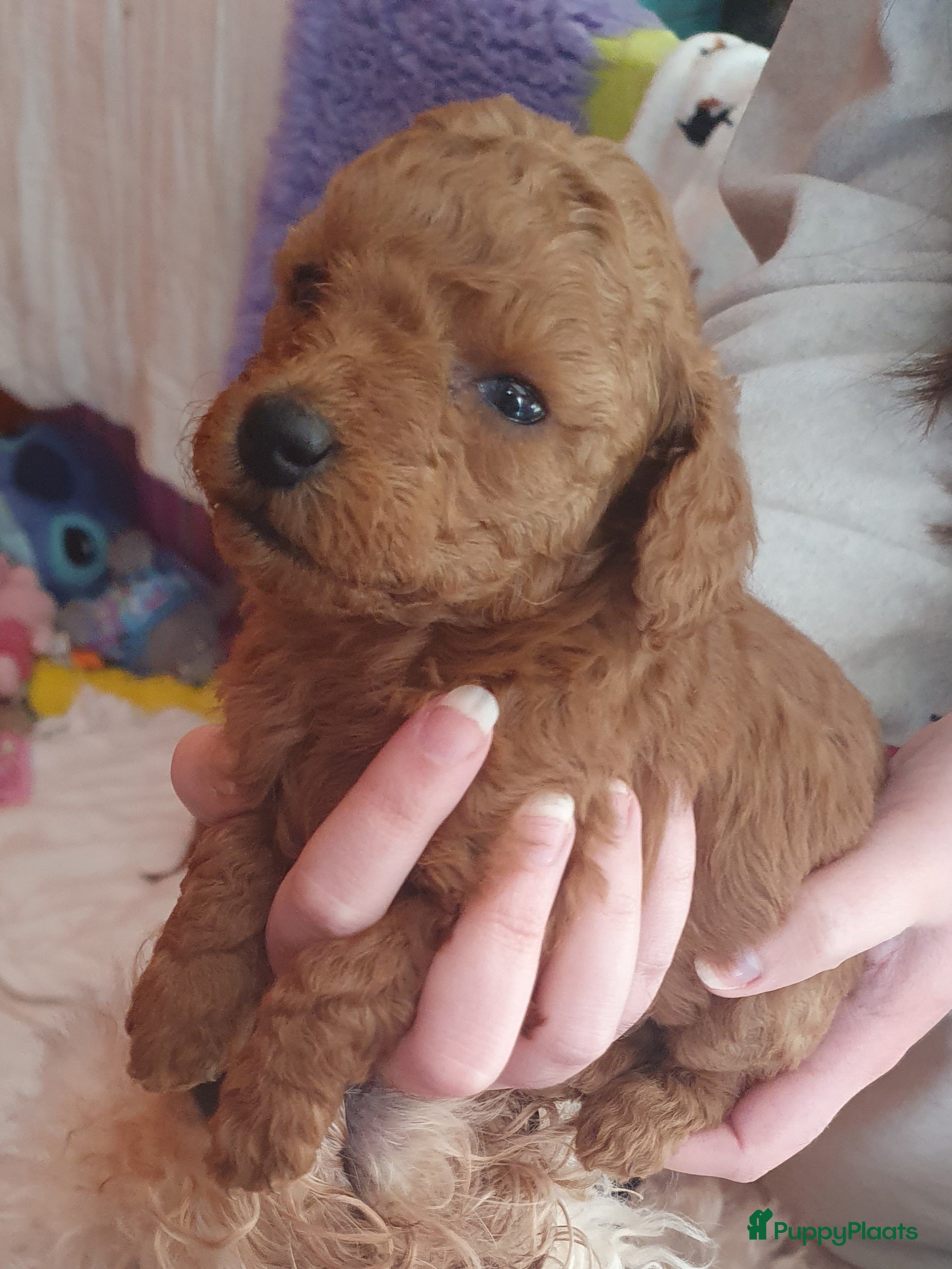 Labradoodle honden Rode Mini Labradoodles - Advertentie 1