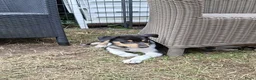 Schotse Herdershond korthaar honden te koop: Nog 2 knappe reuen schotse collie korthaar reuen. - Advertentie 31