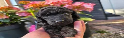 Poedel Toy honden te koop: Toypoedel reutje FCI - Advertentie 26