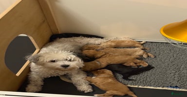 Maltipoo honden - Advertentie 6