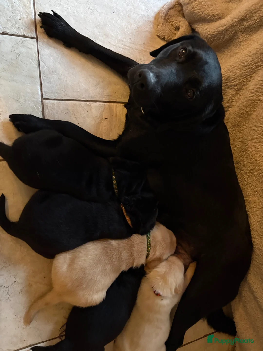 Labrador Retriever honden te koop: Labrador pups - Advertentie 1