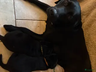 Labrador Retriever honden Labrador pups - Advertentie 1