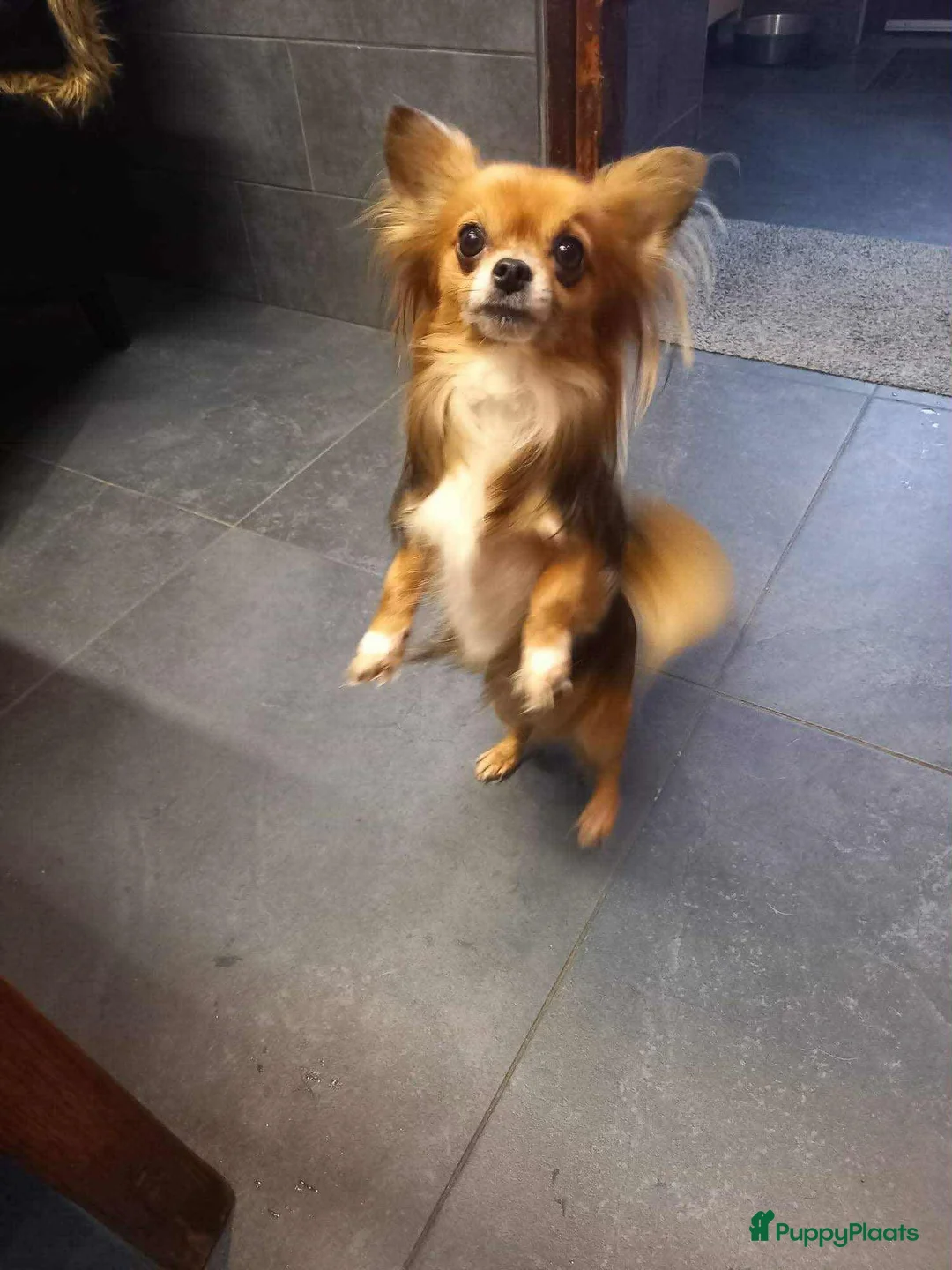 Chihuahua honden te koop: Chihuahua pups reutjes in Heerlen - Advertentie 6