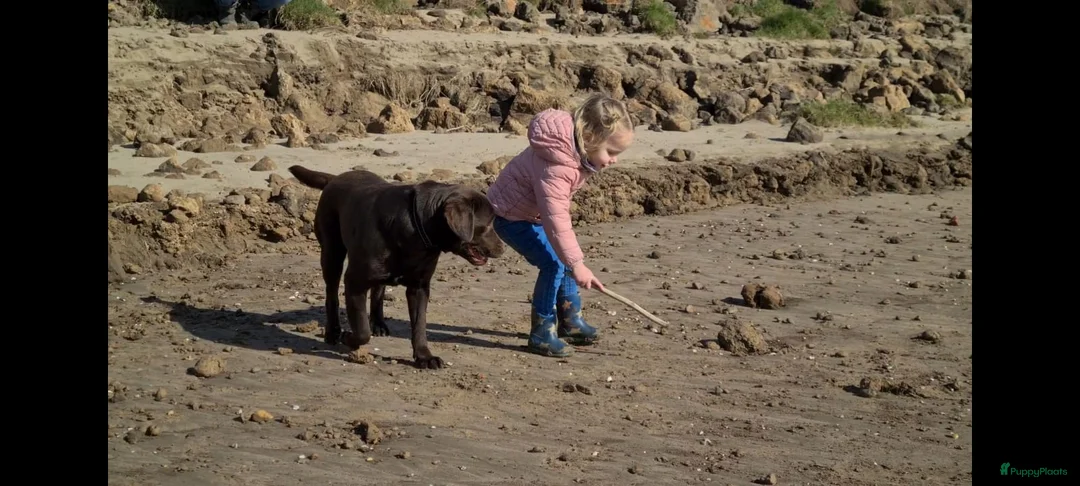 Kruising honden te koop: Prachtige F1 Borador pups van Stamboom ouders - Advertentie 5