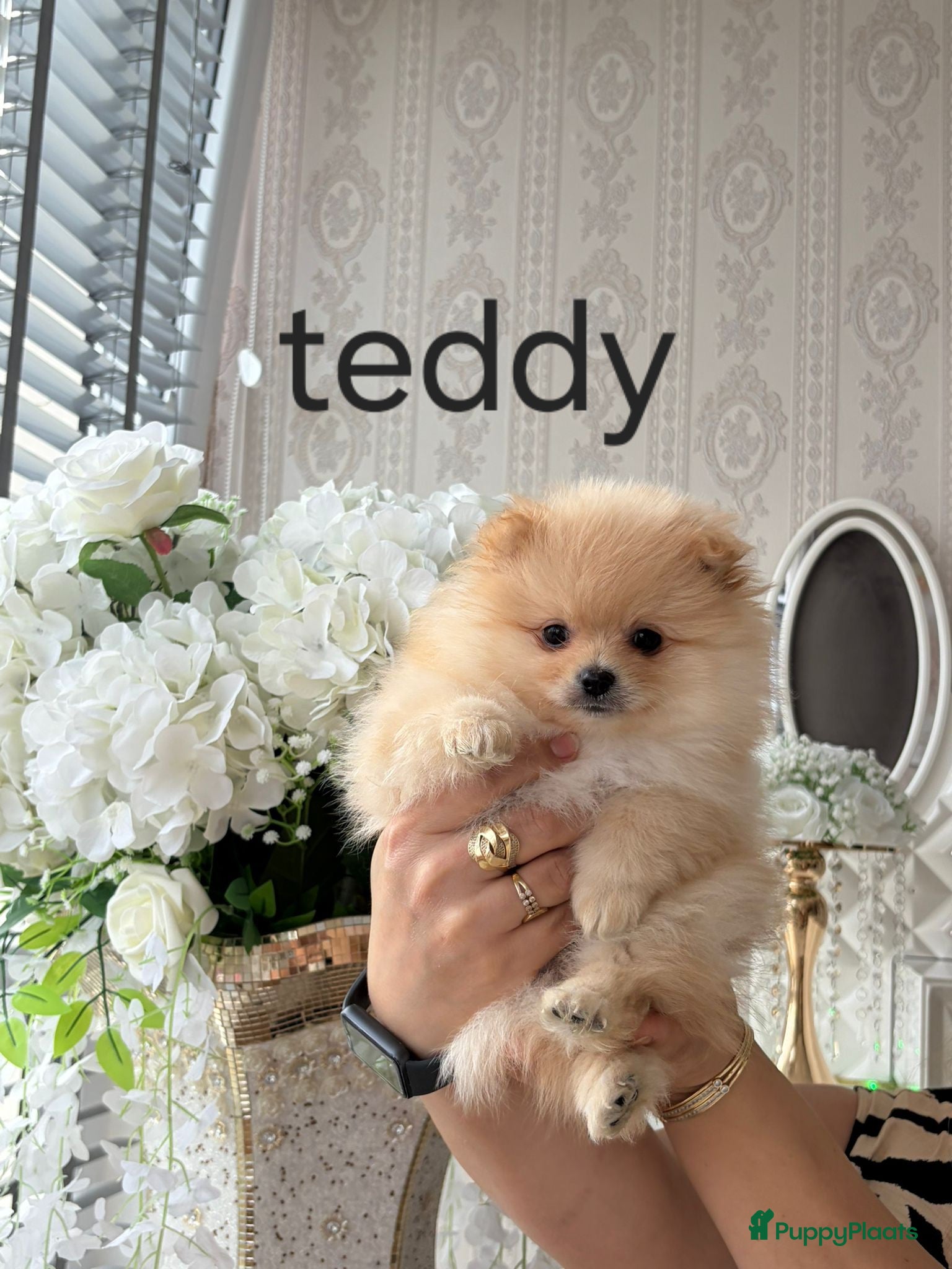 Pomeriaan honden Dwergkees pomeriaan puppy’s  - Advertentie 1