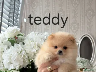 Pomeriaan honden Dwergkees pomeriaan puppy’s - Advertentie 1