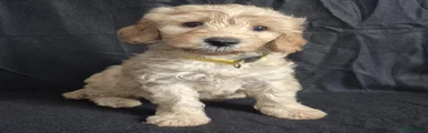 Cockapoo 1