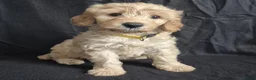 Cockapoo honden te koop: Kleine maat cockapoo pupjes - Advertentie 2
