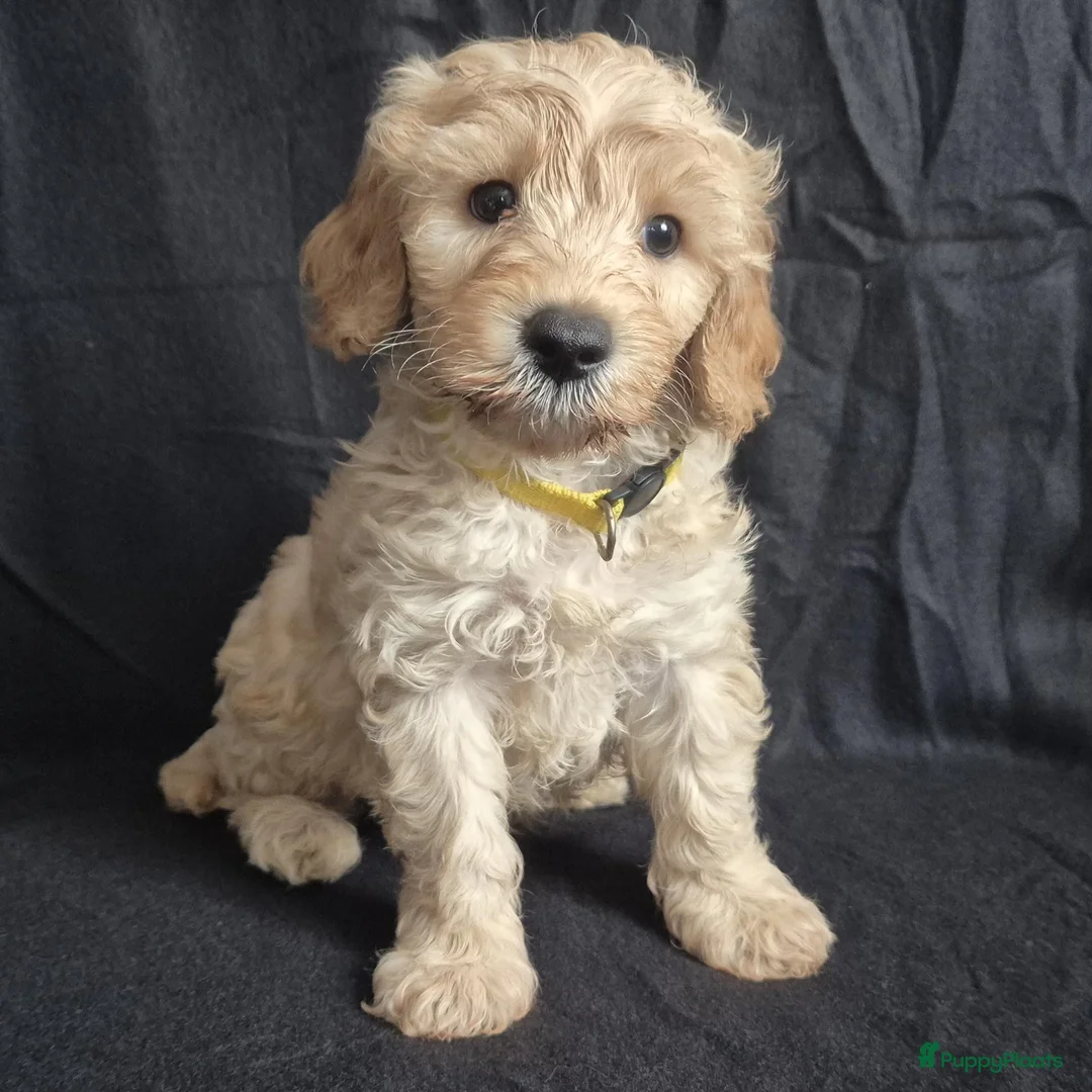 Cockapoo honden te koop: Kleine maat cockapoo pupjes - Advertentie 2