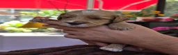Australian Labradoodle honden te koop: Prachtig nestje Australian Labradoodles  - Advertentie 9