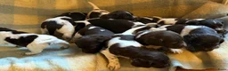Heidewachtel honden te koop: Heidewachtel pups - Advertentie 4