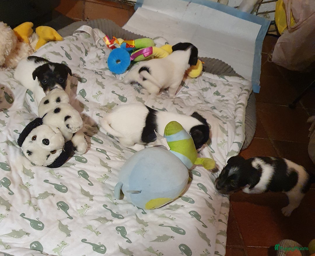 Jack Russel Terriër honden te koop: Lieve ruwharige JACK RUSSELTJES Laagbenig, dď - Afbeelding 17
