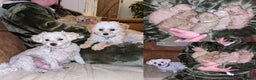 Maltipoo honden te koop: Maltipoo F1b worden rond kerst geboren 🥰 !  - Advertentie 7