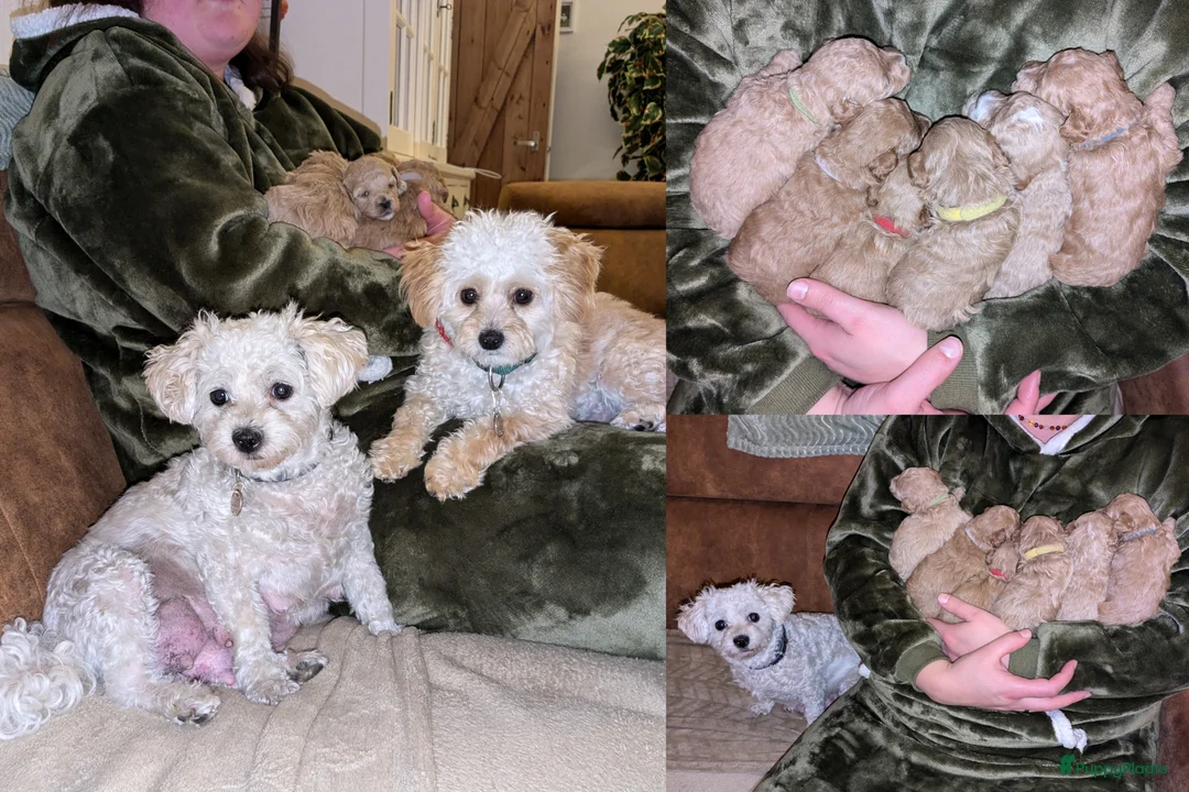 Maltipoo honden te koop: Fantastisch zwarte Maltipoo F1b 🥰 Anti-allergie - Advertentie 12
