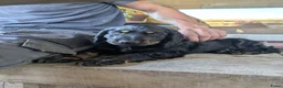 Kruising honden te koop: Lieve Cockapoo pups te koop  in Barneveld - Advertentie 8