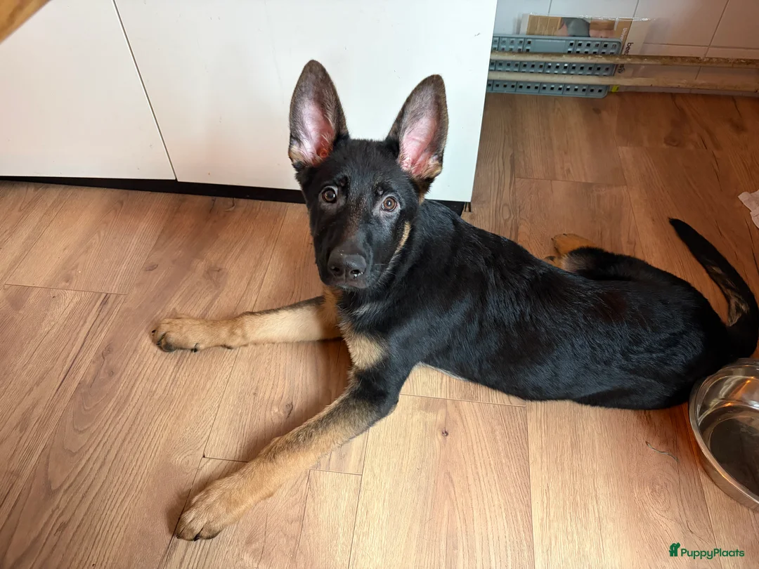 Duitse Herder honden te koop: Herder pup 16 weken (21-9-2025) - Advertentie 5